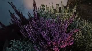 🪻Calluna, A Heather