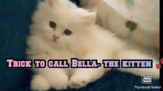 Trick to teach Bella- the kitten Its me blissful bella