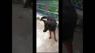 PG HOUSE DOG KENNEL, FARRUKHABAD