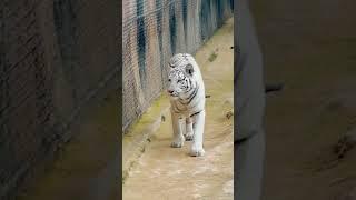 Catwalk/ Fierce/ Hungry