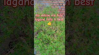 kis month me tulsi lagao  #astrology #upay #facts