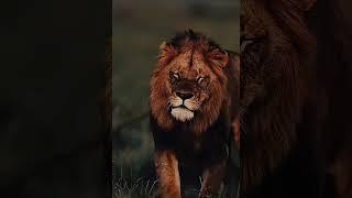 Lion #sigmagirl #subscribe #sigma #girl #shorts