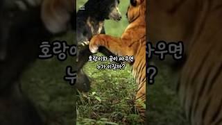 호랑이와 곰이 싸우면 누가 이길까? #상식 #지식 #재미정보 #30초정보 #30초지식