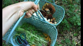 I pick assorted mushrooms in July. Mushrooms under the hat. Salad with wild plants and calocera