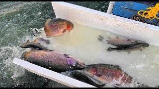 11/21/24 HUGE STOCKING OF BIG TROUT & SIERRA BOWS AT SANTA ANA RIVER LAKES