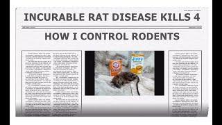 INCURABLE RAT DISEASE KILLS 4 - HOW I CONTROL RODENTS