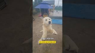 일마치고 집에가기가 무서운 이유 #남해 #몽실이 #뽀끄미 #염불참선수행 #염불