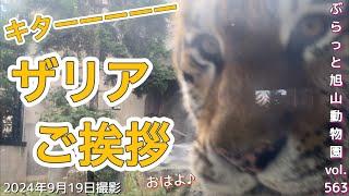 《旭山動物園ライオン＆トラ》やった、ザリアが！ルンルンザリア。癒しと可愛さのオンパレード。オリトイオファミリーvol563/Tiger conquering new paths＆Lion family