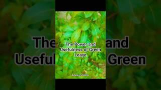 Trending Hacks:- Embracing Nature's Pharmacy: The Wonders of Green Leaves