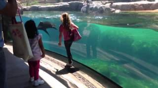 Little Girl and Sea Lion play tag. Sea Lion worried about Little Girl. ORIGINAL VIDEO