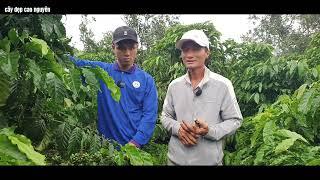 Kali bón nhiều bón sớm trên cây cà phê có ảnh hướng sinh trường và năng xuát không Nhà AT hỏi
