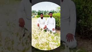short videos Hafiz Abdul Wahid