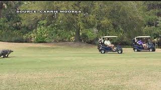 Alligator spotted on Kiawah Island Golf Course