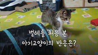 벌레를 처음 본 아기고양이의 반응은? #shorts