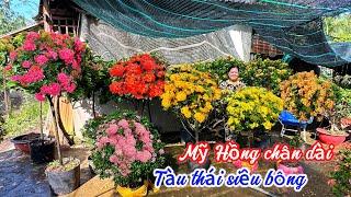 Trang Mỹ Hồng,tàu thái siêu bông,thái nhiều màu..06/11 0703236412.Cúc-Phan