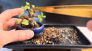 Repotting My “Little Blue” Mame Cork Bark Dwarf Jade Mini Bonsai