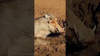 Warthog Lies in muddy Waterhole