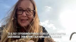 Syysvehnän puintia Liedossa 13.8.2021