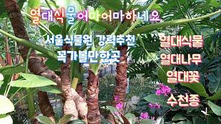 식물원,열대관,온실,어마어마하네요,서울식물원,열대식물,강력추천,힐링,마음까지시원,가족추천,꼭가볼만한곳,풀영상^^(1부)