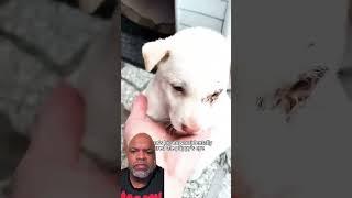 GOOD DOG STORY #dog #pitbull #rescuedog #pets #shortsvideo #animalrescue