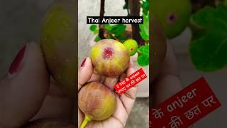 Thai variety Fig(Anjeer)harvesting from my terrace garden#garden #harvest #plants #anjeer