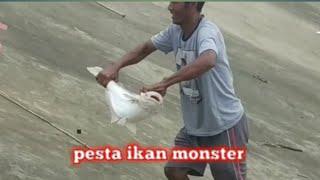 mancing sengget Tampa umpan dapat patin liar besar||ikhtiar mancing IM