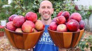 How to Grow Apple Trees like the Experts (They Will Hate Me For Sharing This For FREE)