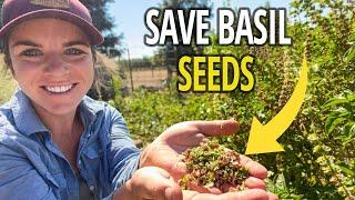 How to Save Basil Seeds for Next Year’s Planting 