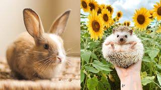 Cutest baby animals Videos Compilation Cute moment of the Animals - Cutest Animals #4