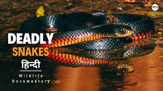 Deadly Snakes - Australia, हिन्दी डॉक्यूमेंट्री | Wildlife documentary in Hindi