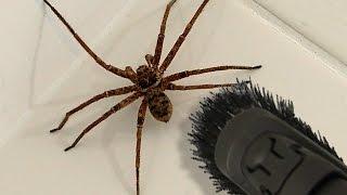 Big Spider Bathroom Daddy Screamer Arachnophobia Warning