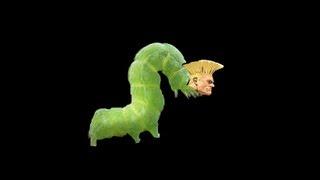 Guile's Theme goes with everything - Strollin' Larva