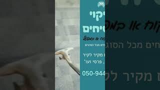 ניקיון שטיחים , שטיחים מקיר לקיר בבית או במשרדים  050-9444438