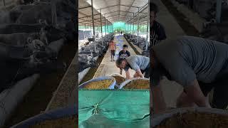 Girdhara dairy farm Surat Gujarat