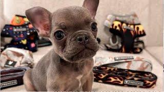 Sassy Tiny Frenchie eats non-stop, rummages through fridge when mom doesn't give him snacks more