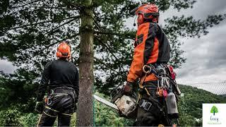 Arborist Services in Casey