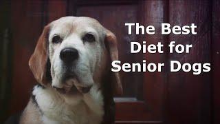 The Best Diets for Active Senior Dogs