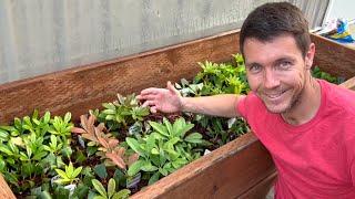 Rhododendron Cuttings are Rooting Like Crazy in My Plant Propagation Frame