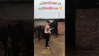 #music #love #newsong #song #trending #songlove #maa #trending #youtubeshorts #youtube #shorts #cow