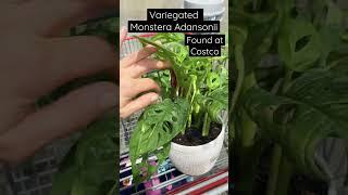 #shorts where to find variegated Monstera Adansonii  #variegatedmonstera #monsteraadansonii