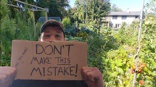 Weed Free Garden using Cardboard | Mistakes to Avoid