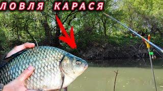Ловля Карася в не большой реке,Карась крупный поклевки дерзкие.