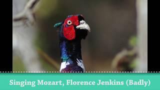 Relax, watch wildlife & sing along with Florence Jenkins.