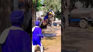 Nihang Singh || Khalsa || Punjab #shorts