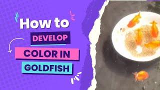 How to Develop Color in Goldfish?