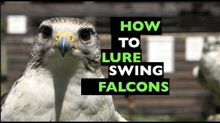 Training falcons for falconry lure swinging, tips and tricks