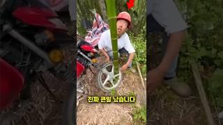 차량 타이어에서 자란 대나무