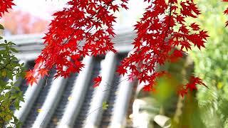 Beautiful Korean Autumn Landscape /Healing Video / Autumn Foliage /Music to Accompany Autumn Scenery