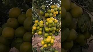 Grow Your Citrus from Cutting and Leaves with This Proven Method  #fruittrees #gardening