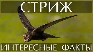 Стриж - интересные факты